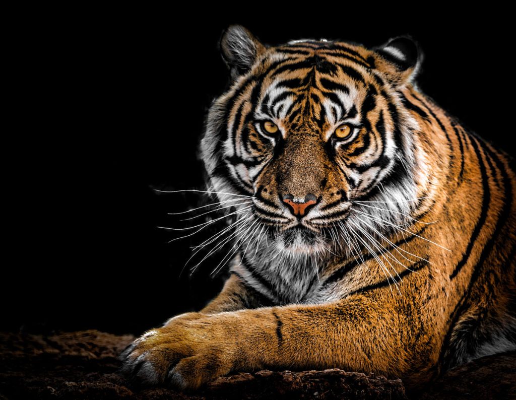 Closeup of menacing-looking tiger